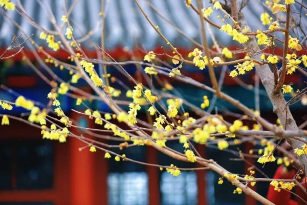 团河行宫“限定”蜡梅！映照红墙灰瓦，美成了古画