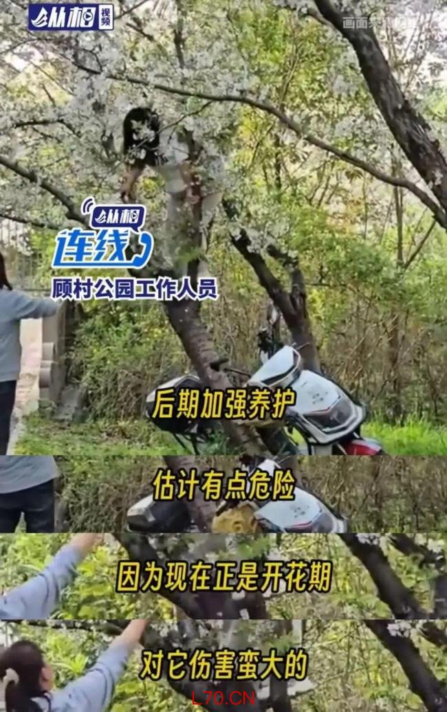 女子为拍照压垮樱花树 园方回应 当事人已认错并愿赔偿