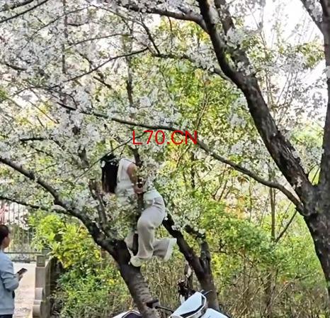 女子为拍照压垮樱花树 园方回应 当事人已认错并愿赔偿